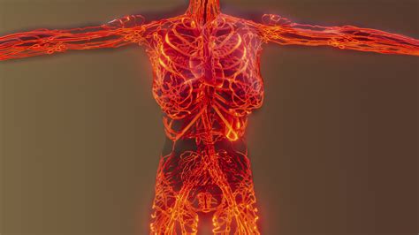 Blood Vessels Human Body