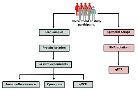Prolonged Inflammation and Infectious Changes in the Corneal Epithelium ...