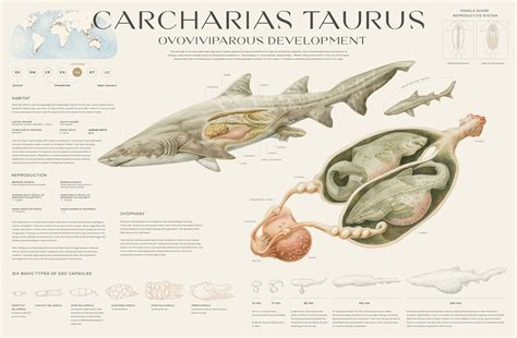 How Do Sharks Birth: Placental, Ovoviviparous, And Egglaying Secretes