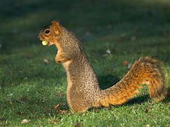 Image result for Christmas Squirrel