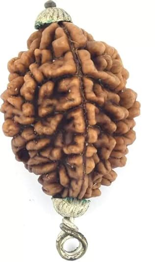 Buy ShivTantra Two mukhi Rudraksha Certified/Original 2 Mukhi Rudraksh ...