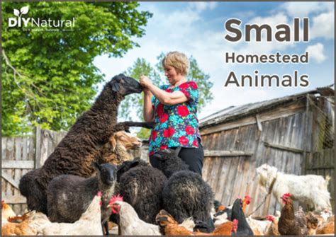 Small Farm Animals 的图像结果