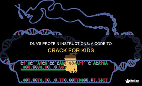 DNA Coding of Protien Tutorial 的图像结果