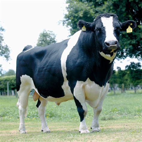 Difference Between Jersey And Friesian Cows at Carrie Booker blog