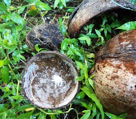 NDCU - Other breeding places