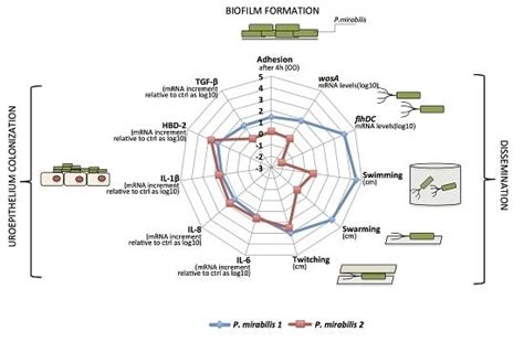 Biofilm Formation and Immunomodulatory Activity of Proteus mirabilis ...