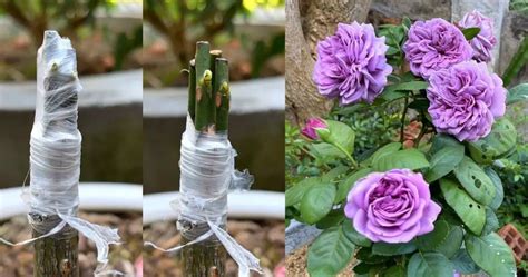 Rose Tree Splice 的图像结果