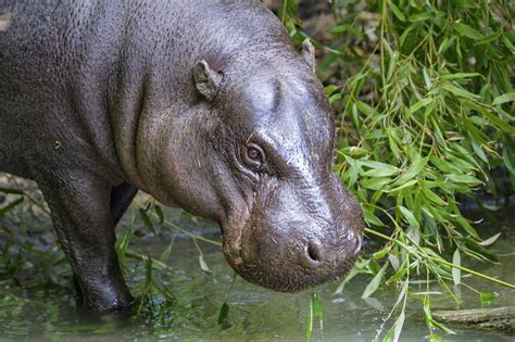 Pygmy Hippopotamus Facts, Habitat, Conservation Status, Zoo Populations ...