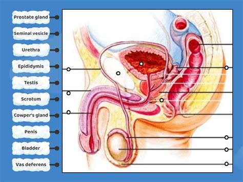 Image result for Male Reproductive System Components