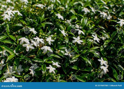 When Will Jasmine Flowers Bloom at Laura Hefley blog
