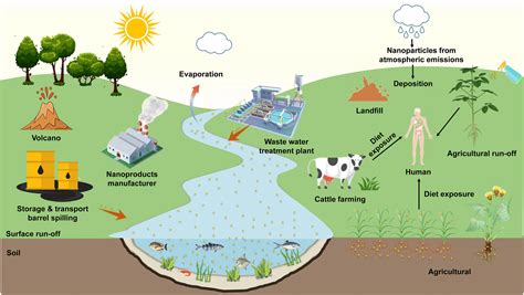 A critical review on the toxicity regulation and ecological risks of zinc oxide nanoparticles to ...