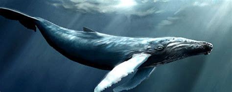 鲸类大全,鲸类名称和图片,鲸鱼种类大全_大山谷图库