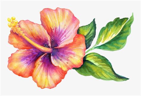Easy Draw Hawaiian Flowers | Best Flower Site