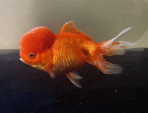 Anyone have any idea what this is on my Ranchu?? : r/Goldfish