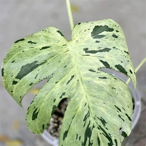Buy Monstera Deliciosa Bulbasaur Variegated Rooted Cutting With Mature ...