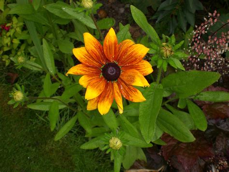 flower, Yellow, And, Orange Wallpapers HD / Desktop and Mobile Backgrounds