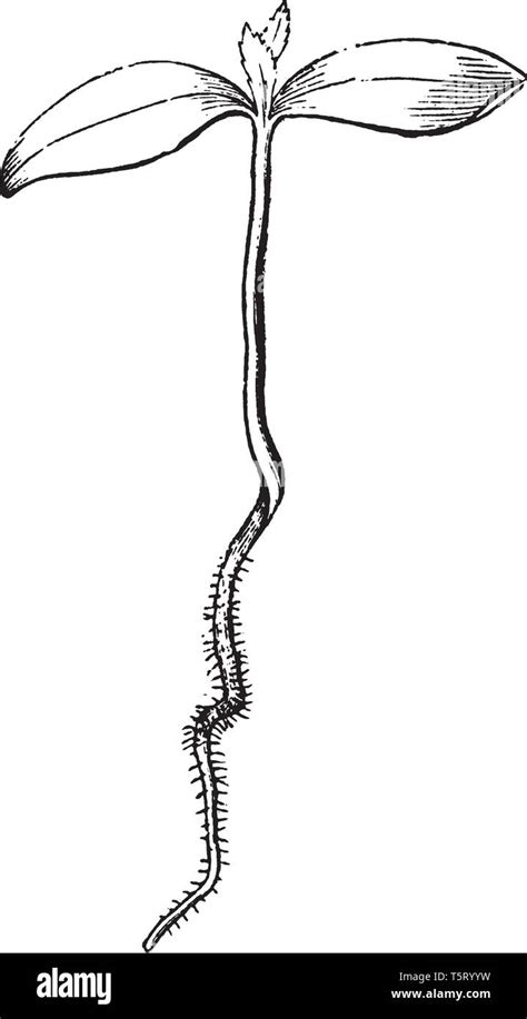 Image result for Maple Tree Sapling Drawing