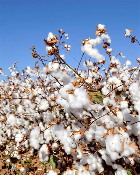 Natural Textiles 的图像结果