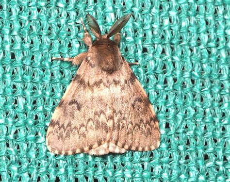 Lymantria incerta | Moths