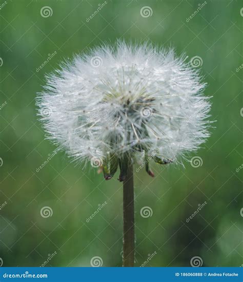 Dandelion Plant Life Cycle