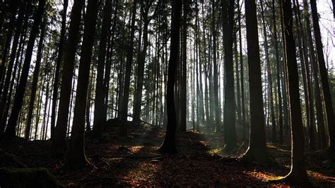 Download wallpaper 3840x2160 forest, ray, trees, foliage 4k uhd 16:9 hd ...