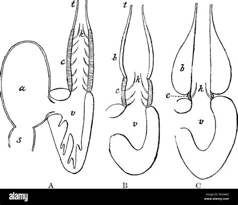 Fish Heart Anatomy