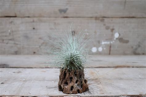 【送料無料】fuchsii var. gracilis〔エアプランツ〕現品発送T2480 | plane plants