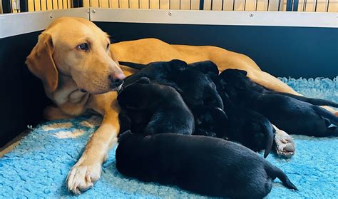 Find a puppy | The Kennel Club