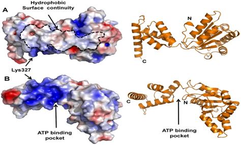 Image result for PyMOL Electrostatic Potential