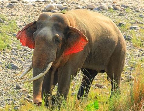 Extinct species: Amazing Elephant With Red Ears - lifeberrys.com