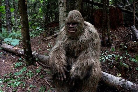Image result for Bigfoot Found Alive