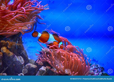 Nemo Fish in Aquarium with Coral Reef. Stock Photo - Image of aquarium ...