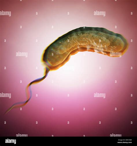 Diagram of a vibrio cholerae bacterium which causes cholera Stock Photo - Alamy
