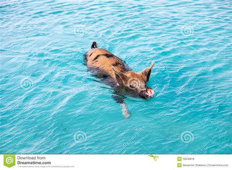 Exuma游泳猪 库存照片. 图片 包括有 敌意, 海边, 本质, 小珠靠岸的, 海岸线, 室外, 盐水湖 - 39046816
