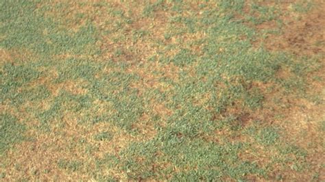 Identifying Pythium Blight 的图像结果