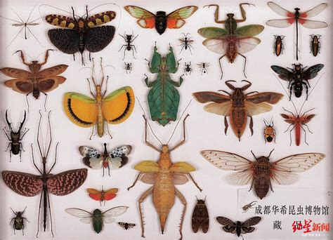 常见的昆虫有哪些，10种昆虫的名字和特点_寻觅网