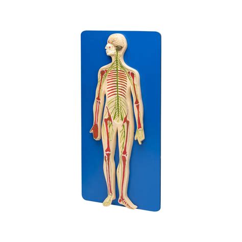 Buy Human Nervous System Model – Anatomical Teaching Aid for Biology L