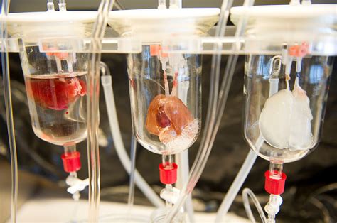 Lab-Grown Organs at Jill Deleon blog