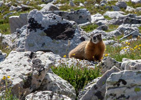 “Cute But Dangerous”: Marmot Encounter in Rocky Mountain Park ...