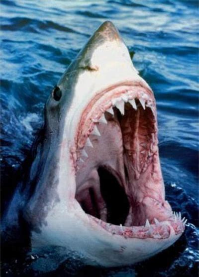 系列电影：夺命双头鲨、三头鲨、五头鲨、六头鲨！_鲨鱼