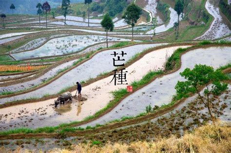 Mangzhong: Sommer-Ernte und Herbstaussaat