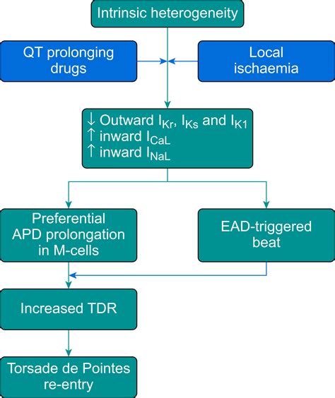 Antiarrhythmic drugs and anaesthesia: part 1. mechanisms of cardiac arrhythmias - BJA Education