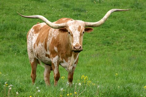longhorn - definition - What is