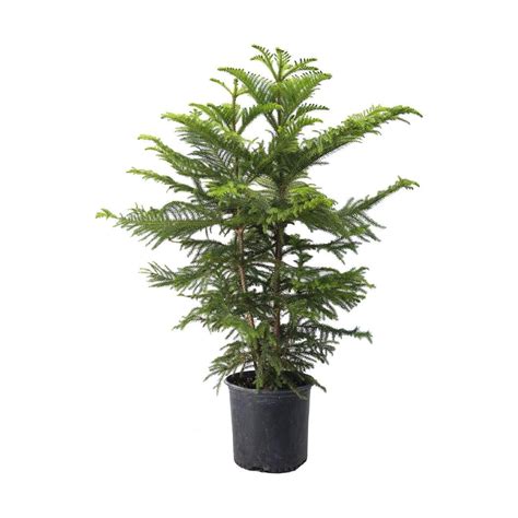 The Best Companion Plants For Norfolk Island Pines - rokijahdee