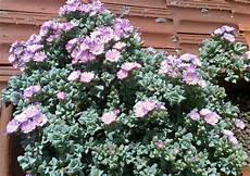 pianta grassa fiori viola pendente triangolare toror 242 pianta grassa fiori viola pendente triangolare toror 242