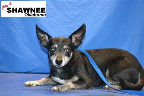 Shawnee Animal Shelter Photos: Adorable Pets Seeking Homes
