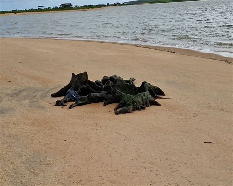 THE BEST Paramaribo Beaches (Updated 2024) - Tripadvisor