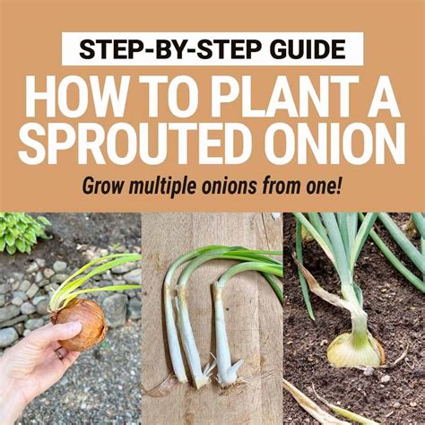 How to Plant a Sprouted Onion (7 Steps with Pictures) - Mighty Mrs