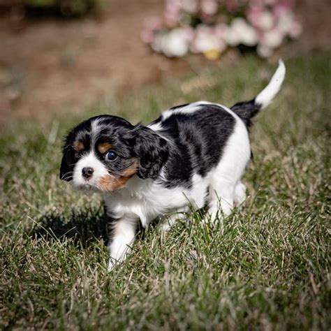 What is the Temperament of a Cavalier King Charles Spaniel? 5 Keys to ...