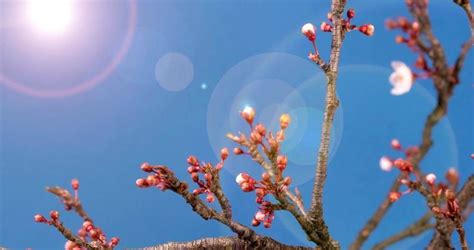 Image result for About Spring